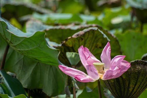 Ilmainen kuvapankkikuva tunnisteilla "indian lotus", kasvikunta, kukinta