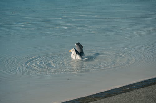 Foto profissional grátis de água, animal, ave