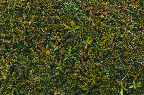 Бесплатное стоковое фото с зеленые растения, крупный план, обои
