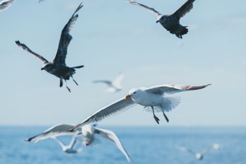 Free Capture of seagulls soaring over the ocean waves on a clear day, showcasing nature's elegance. Stock Photo