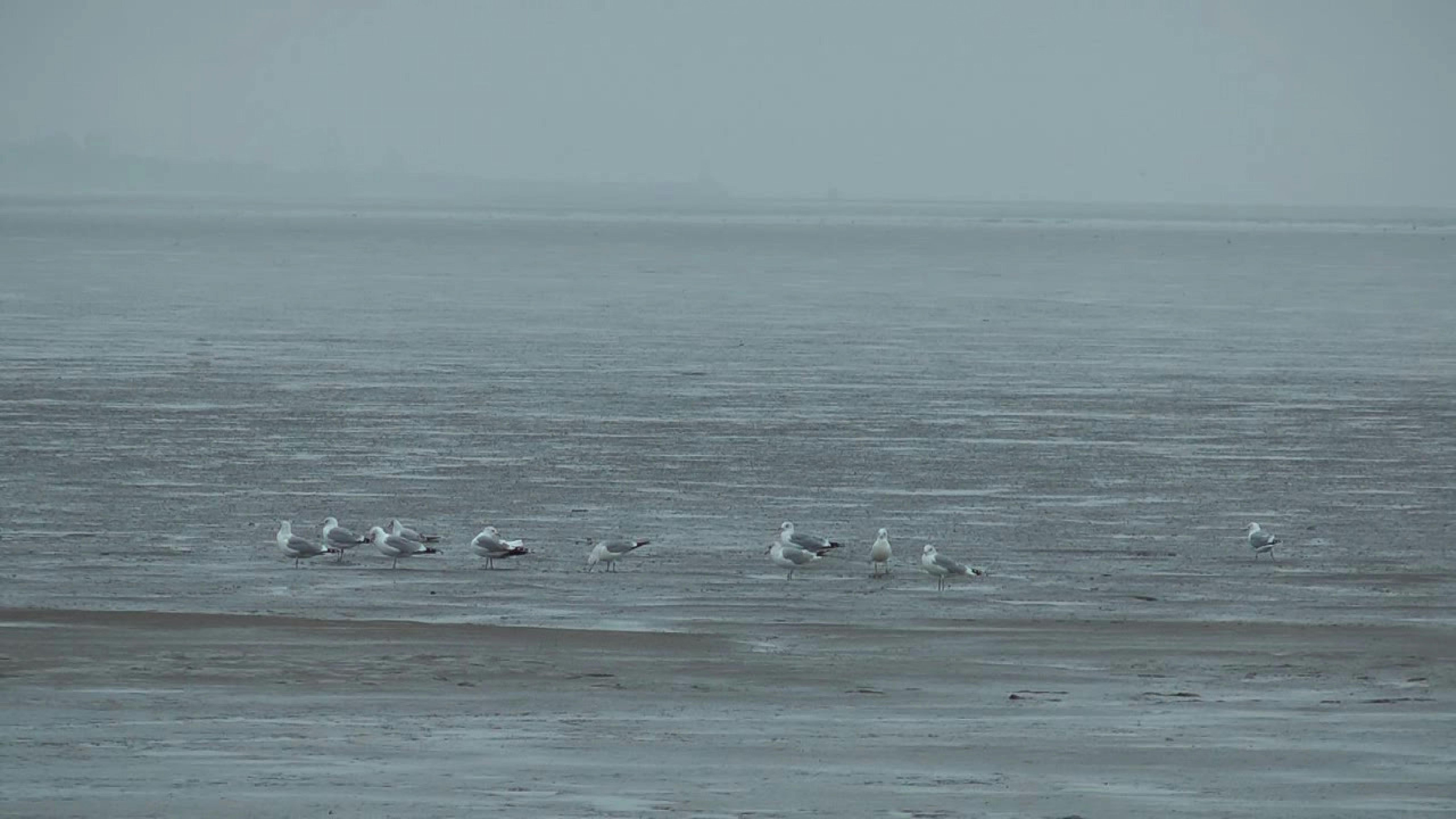Free stock photo of North Sea, sea, seagulls