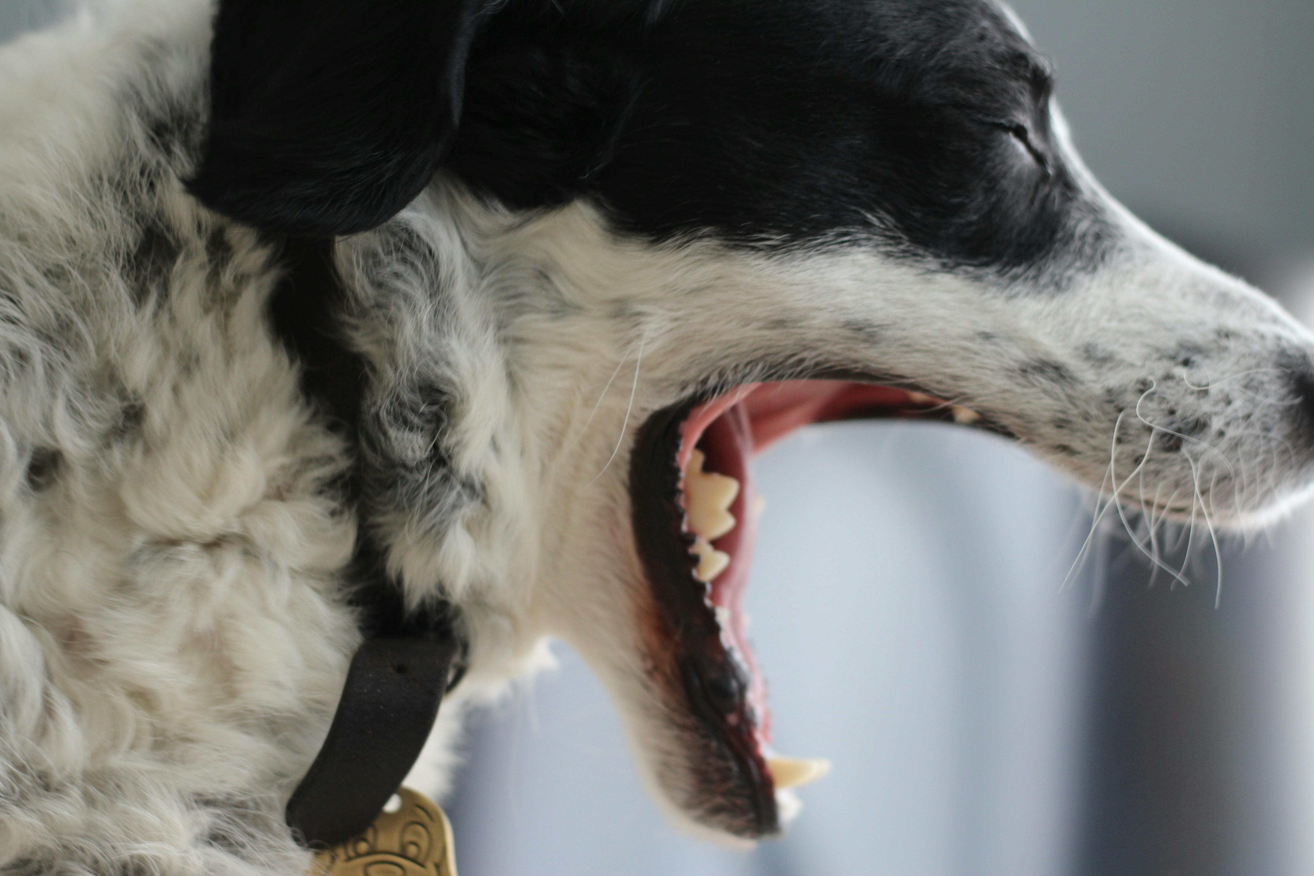 Free stock photo of dog, yawn, yawning