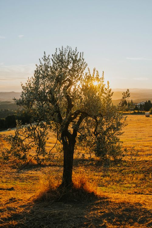 Free A lone olive tree in the Tuscan countryside during a golden hour sunset. Stock Photo