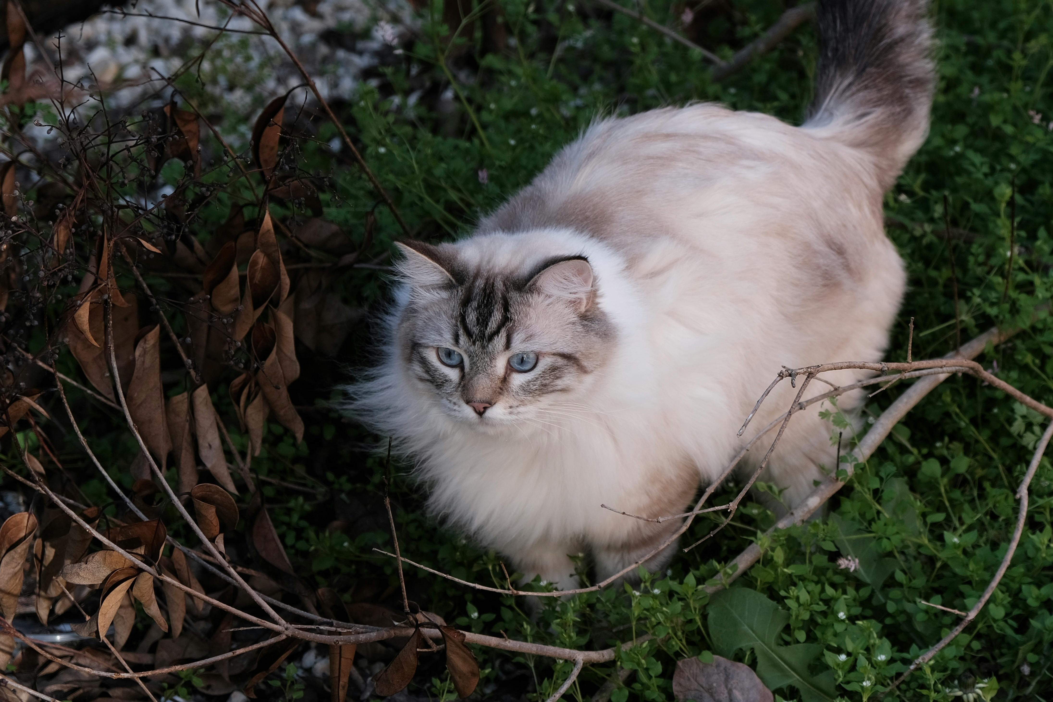 Photo of a White Siberian Cat in the Grass · Free Stock Photo