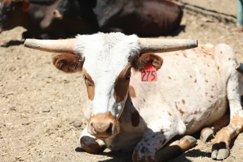 Flesh-Eating Screwworm Parasite Returns to the US