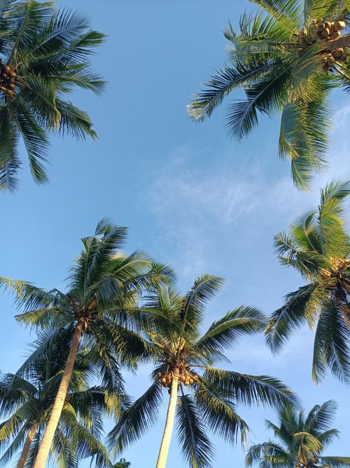 Free Low angle view of lush coconut palm trees against a vibrant blue sky, capturing a tropical paradise setting. Stock Photo