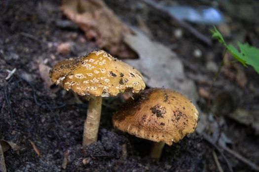 Detailed close-up of brown mushrooms in a forest setting, resting on soil.