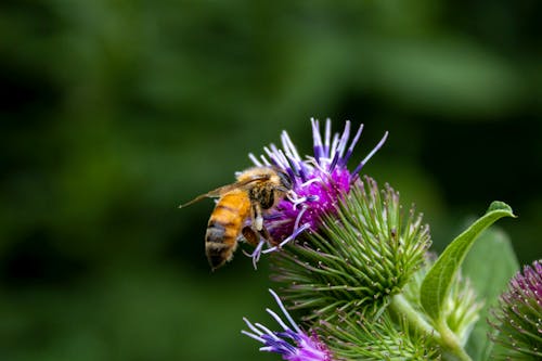 Kostnadsfri bild av honungsbi, insekt, lila blomma