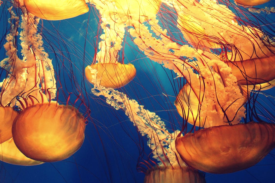 Free Jellyfish Illustration Stock Photo