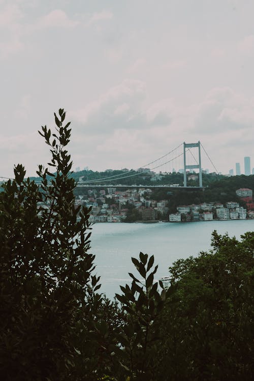 Foto profissional grátis de árvores verdes, cidade, ponte pênsil