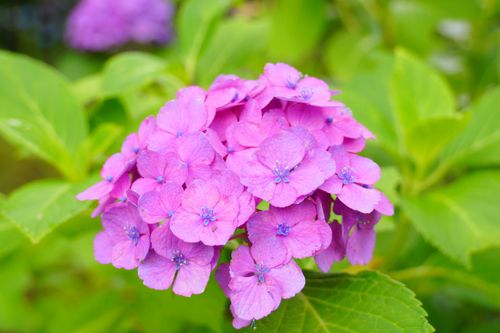 Free Close-up of a vibrant purple hydrangea flower blooming in a garden setting. Stock Photo
