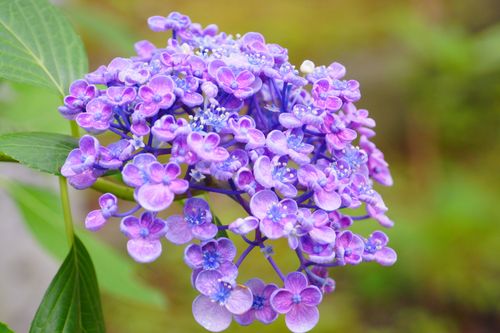 Free Close-up of a beautiful purple hydrangea showcasing delicate petals and vibrant colors in full bloom. Stock Photo