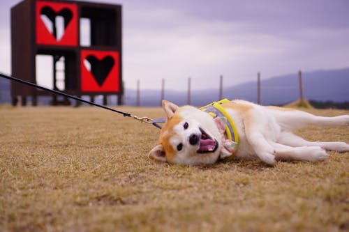 Brown and White Dog Lying on Brown Grass