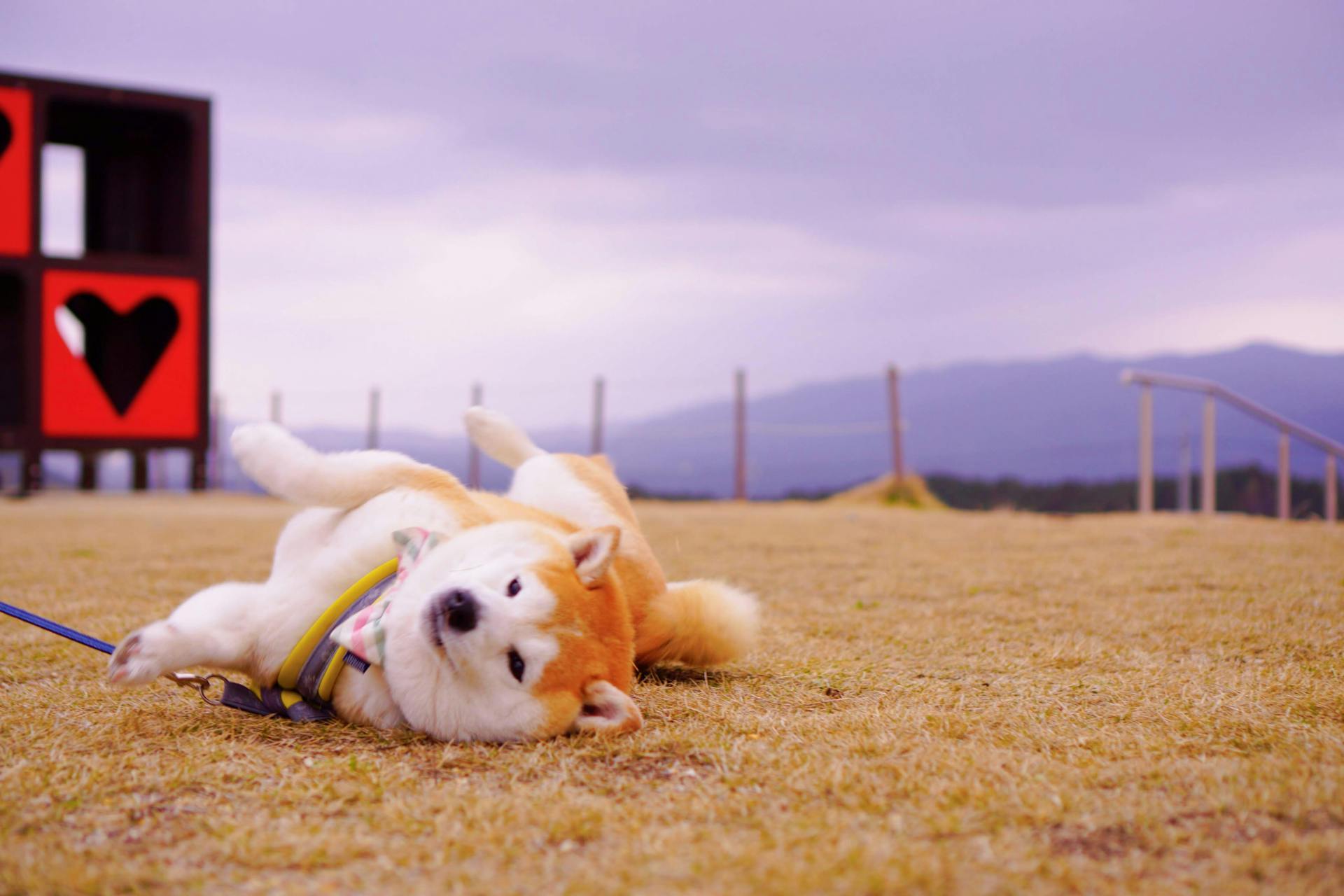 Un chien d'Akita couché dans l'herbe