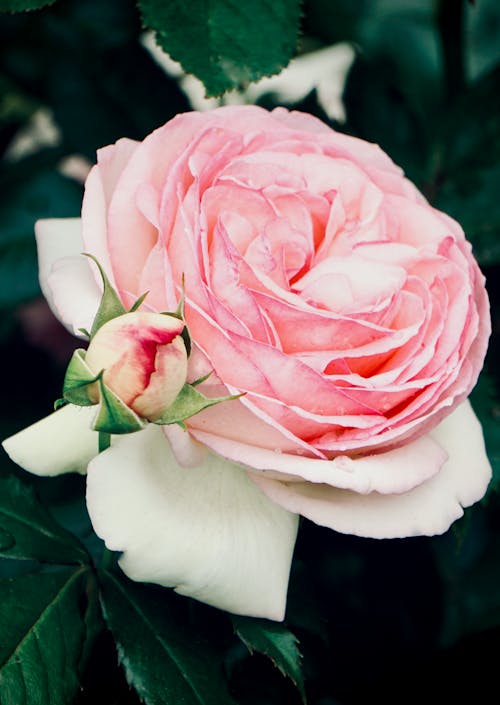 бесплатная Бесплатное стоковое фото с вертикальный выстрел, крупный план, розовые розы Стоковое фото