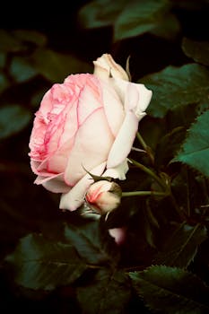 A close-up image of a pink rose and bud surrounded by lush green leaves.