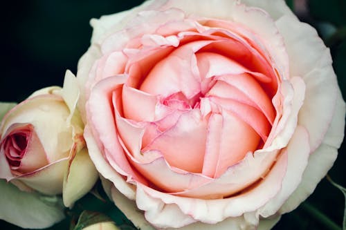 免费 植物群, 特写, 粉紅玫瑰 的 免费素材图片 素材图片