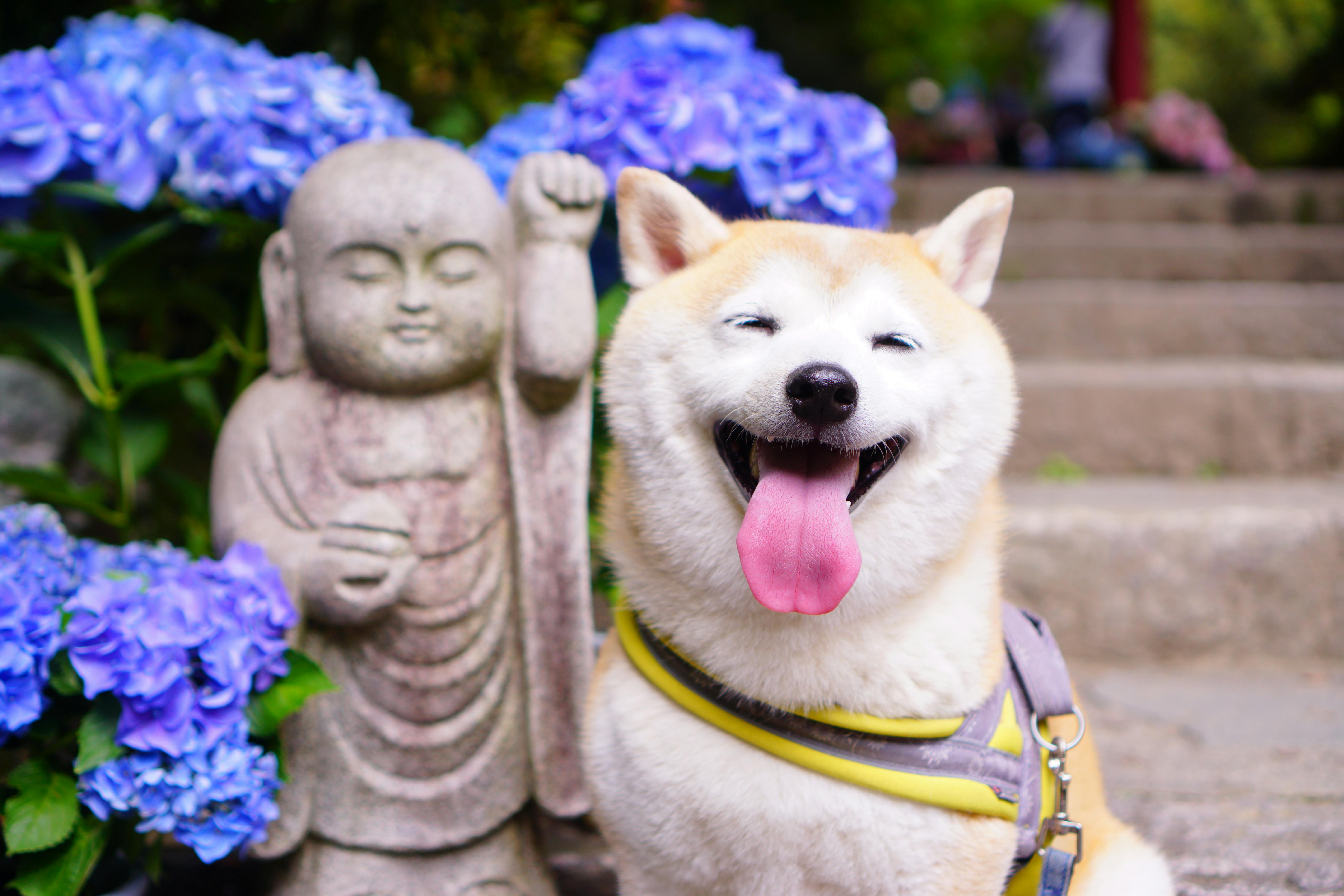 Close Up Photo of Dog Near a Statue