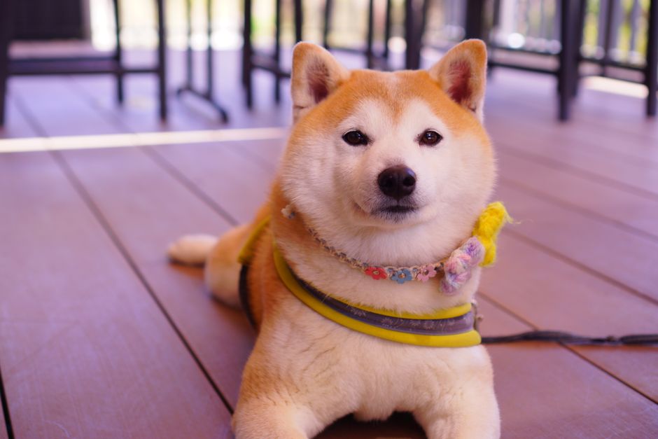 #屋内, カリスマ的, かわいい犬の無料の写真素材