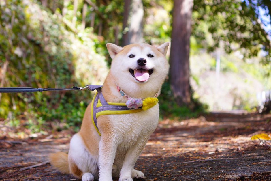 @アウトドア, passeig d'animal d'estimació, かわいらしいの無料の写真素材