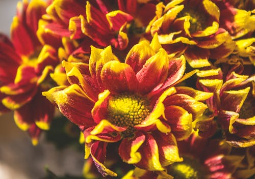 Close Up Photo of Flowers