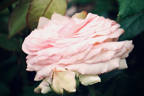 Free A Close-Up Shot of a Pink Rose Stock Photo