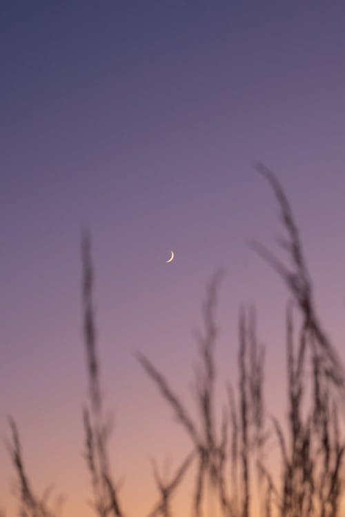 Kostnadsfri bild av gräsblad, halv måne, himmel