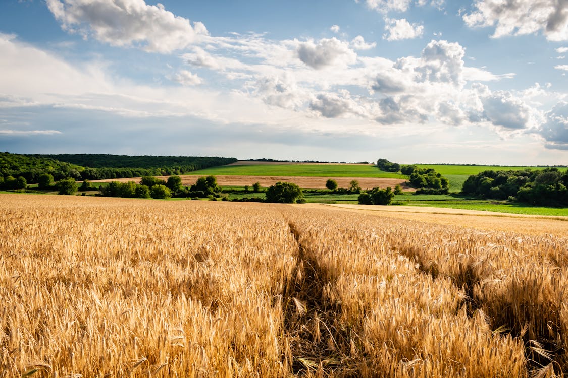 Безкоштовне стокове фото на тему «блакитне небо, кукурудзяне поле, луг»