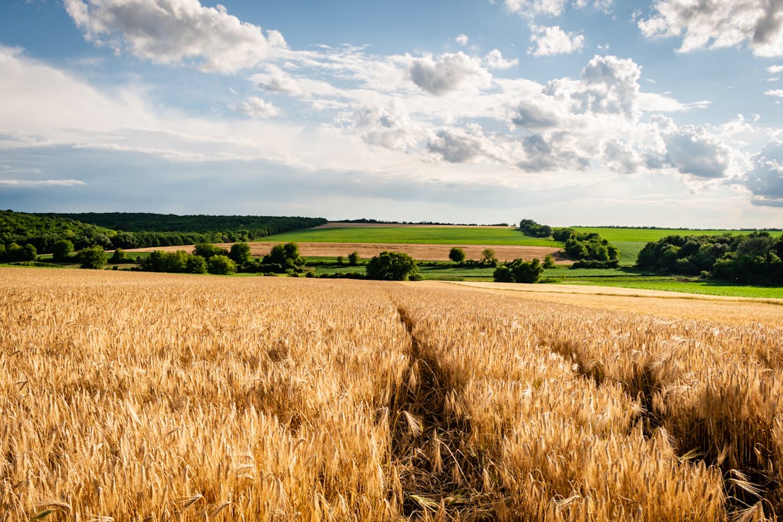 Základová fotografie zdarma na téma farma, hřiště, kukuřičné pole