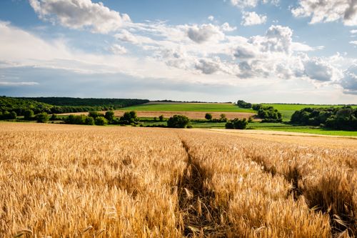 Free A lush wheat field under a vibrant blue sky with fluffy clouds, showcasing the beauty of rural countryside scenery. Stock Photo