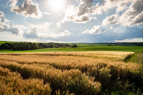 Free Golden wheat fields under a vibrant sky with sun rays piercing through fluffy clouds, evoking a serene rural landscape. Stock Photo