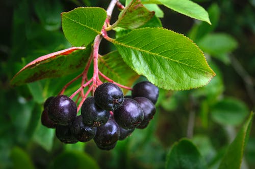 Fruits of Black Chokeberries, Aronia Melanocarpa on a branch in the garden