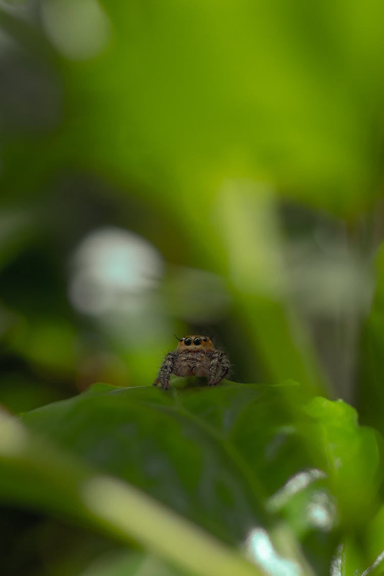 Funny Little Spider On A Leaf