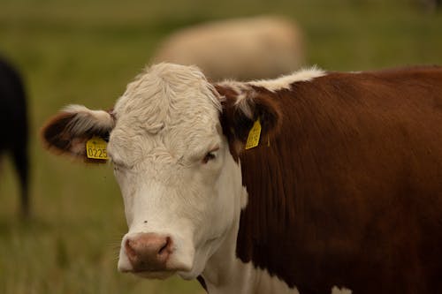 A Brown and White Cow with Number Tags on Both Ears