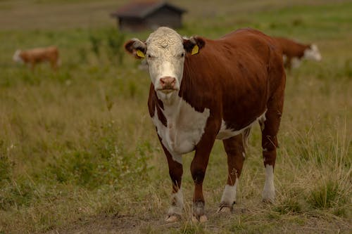 A White and Brown Cow on a Grassy Field