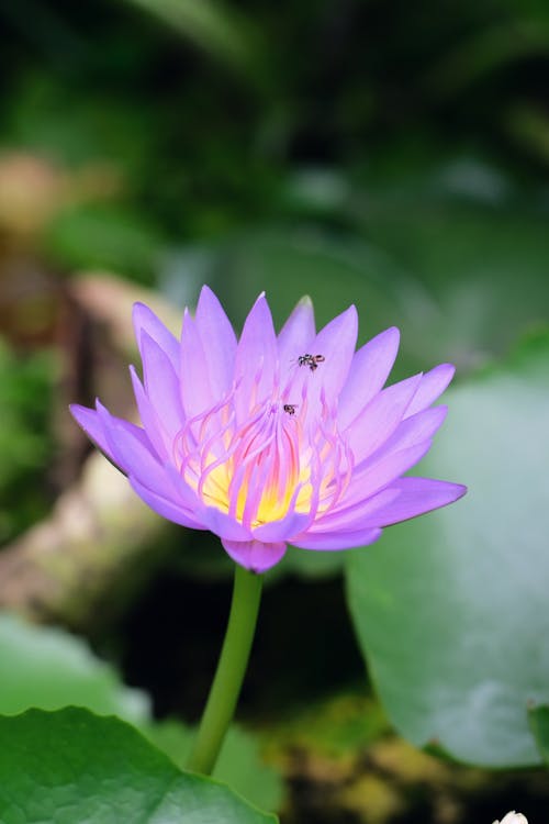 Ingyenes stockfotó "indiai lotus", függőleges lövés, közelkép témában