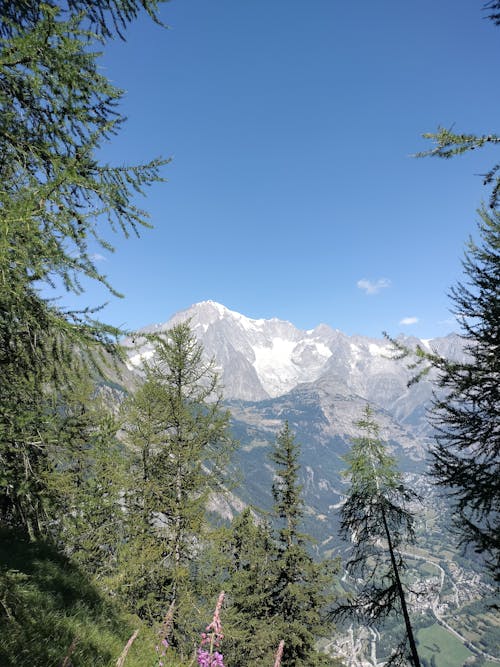 Imagine de stoc gratuită din arbori, fotografie cu natură, fotografiere verticală