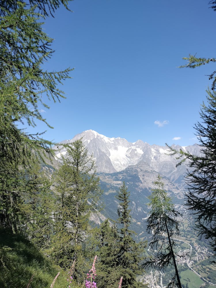 Green Trees Near Snow Covered Mountain Under Blue Sky