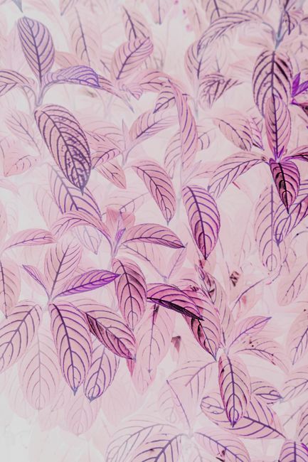 Artistic pink leaf pattern creating a delicate and soft foliage texture.
