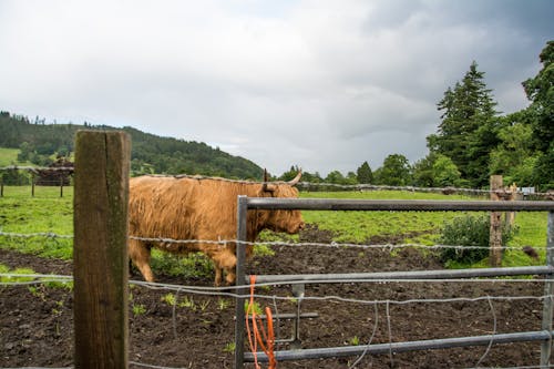 Δωρεάν στοκ φωτογραφιών με Αγελάδα των Χάιλαντς, αγροτικός, βοσκοτόπι