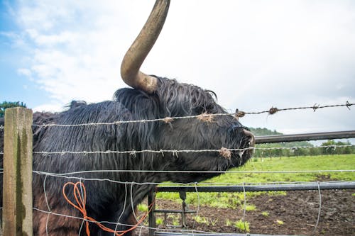 無料 ハイランド牛, フェンス, 動物の無料の写真素材 写真素材