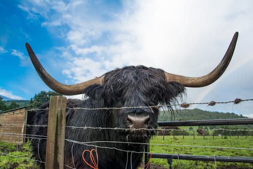 Close-Up Shot of a Black Highland Cattle