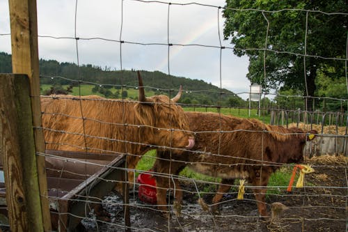 Бесплатное стоковое фото с волосатый, домашний скот, Животноводство