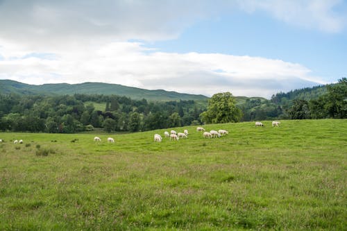 Photo of Sheep on Grassland