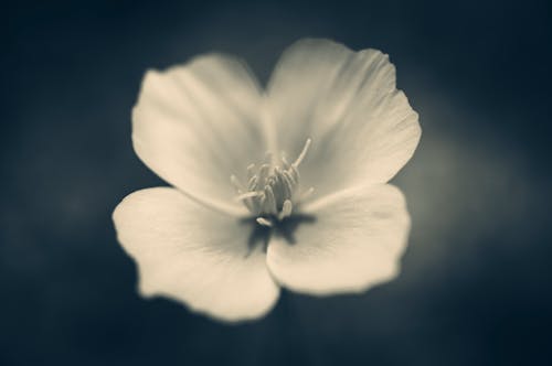 White Flower in Close Up Shot