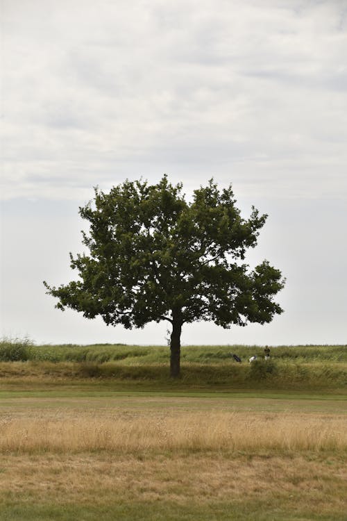 Free Green Tree in Green Grass Field Stock Photo