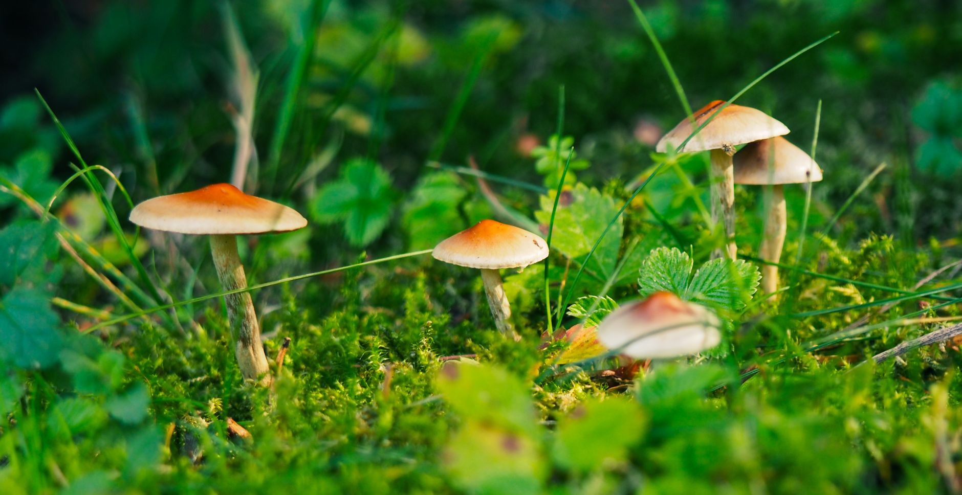 Cannabis vs. Shrooms: Understanding the Differences and Potential Interactions