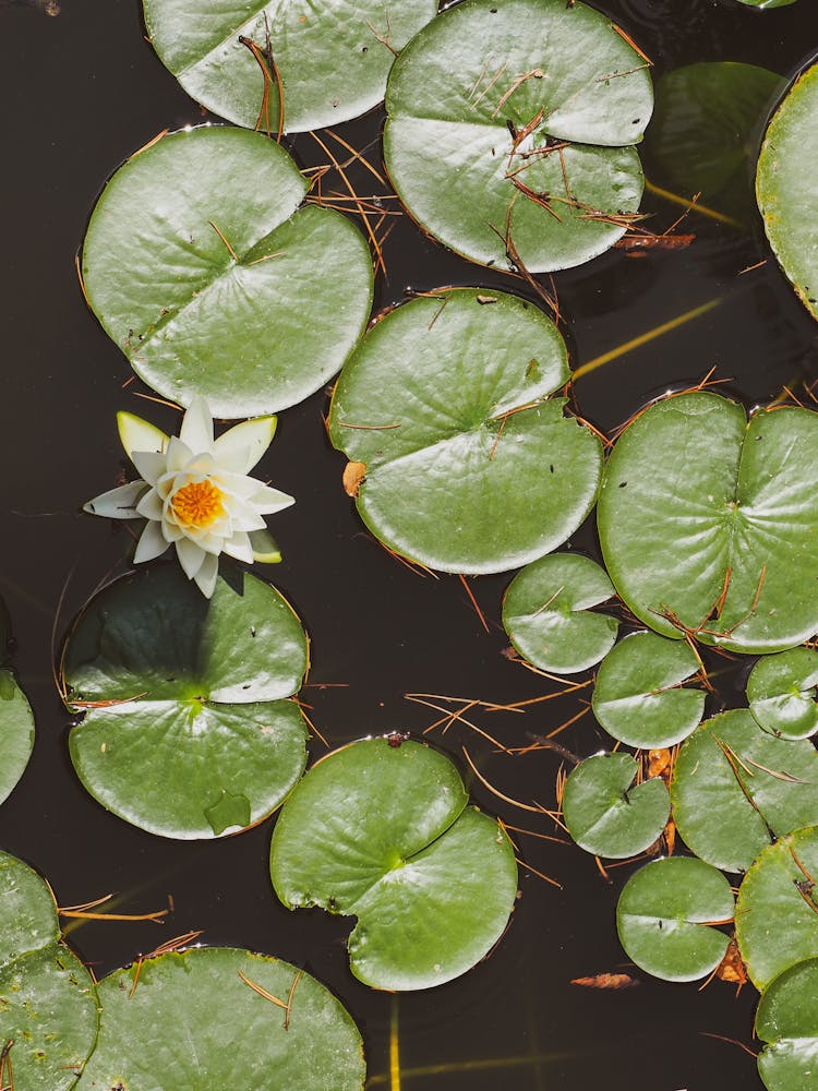 A White Lotus Flower On Water Full Of Lily Pads