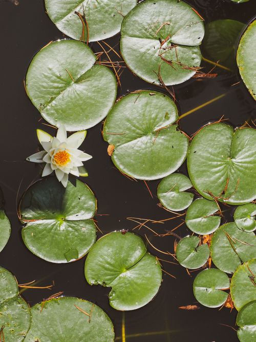 Free A beautiful white water lily surrounded by floating green lily pads in a tranquil pond. Stock Photo