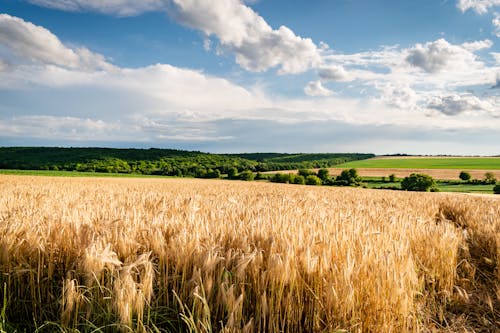 arazi, buğday tarlası, ekili arazi içeren Ücretsiz stok fotoğraf